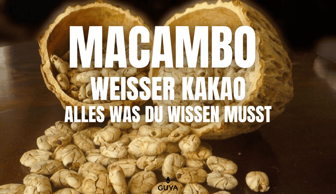 Macambo Der weiße Kakao – Alles was du wissen musst – CACAO BLANCO